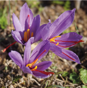 zafferano solregina