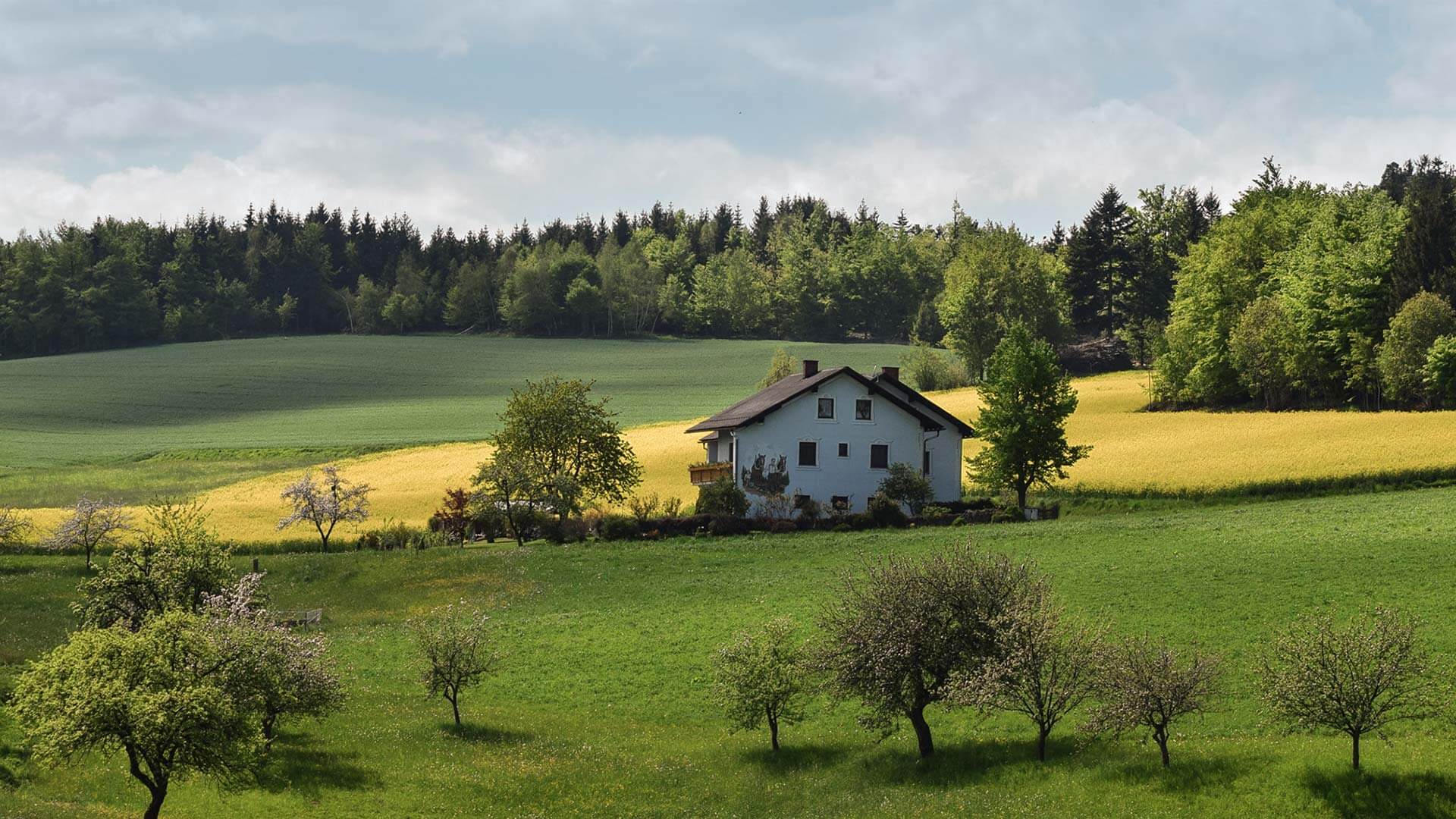 Fattoria pascoli irlandesi